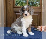 Small #3 Bernedoodle (Miniature)