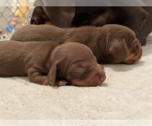 Dachshund Puppy for sale in FRANKLINVILLE, NJ, USA