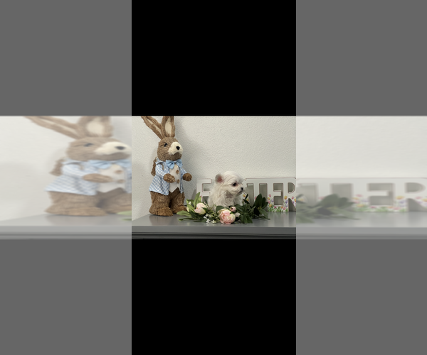 Medium Photo #3 Maltese Puppy For Sale in NILES, MI, USA