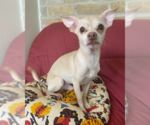 Small #6 Chihuahua Mix