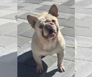 French Bulldog Puppy for sale in NORTH PORT, FL, USA