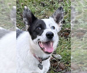 Border-Aussie Dogs for adoption in Cookeville, TN, USA