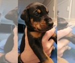 Small Photo #12 Doberman Pinscher Puppy For Sale in BEGGS, OK, USA