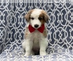 Small Photo #1 Australian Shepherd Puppy For Sale in LAKELAND, FL, USA