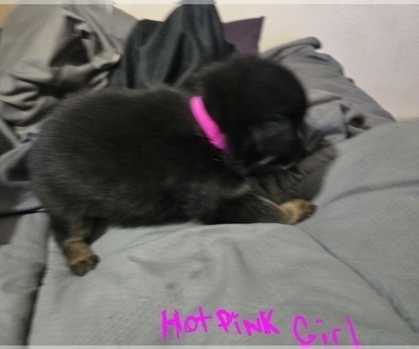 Medium Photo #10 German Shepherd Dog Puppy For Sale in APACHE JUNCTION, AZ, USA