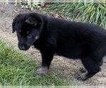 Small #2 German Shepherd Dog