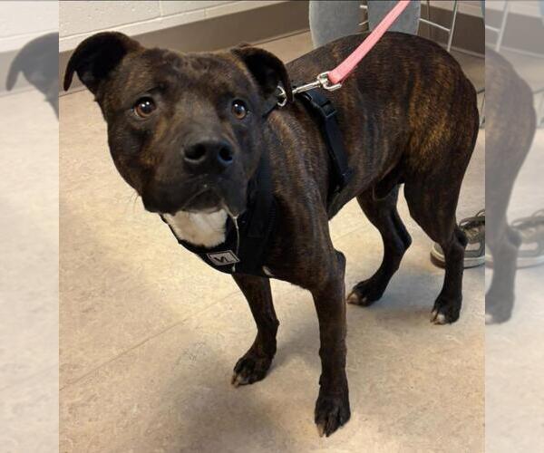 Medium Photo #1 American Pit Bull Terrier Puppy For Sale in Saginaw, MI, USA