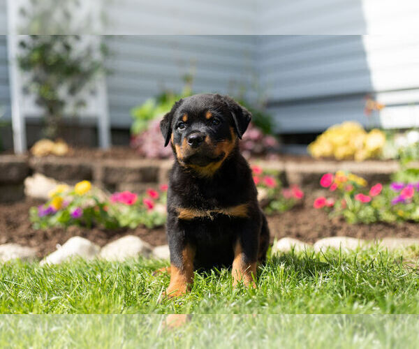 Medium Photo #3 Rottweiler Puppy For Sale in NAPPANEE, IN, USA