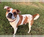 Small #4 Jack Russell Terrier Mix