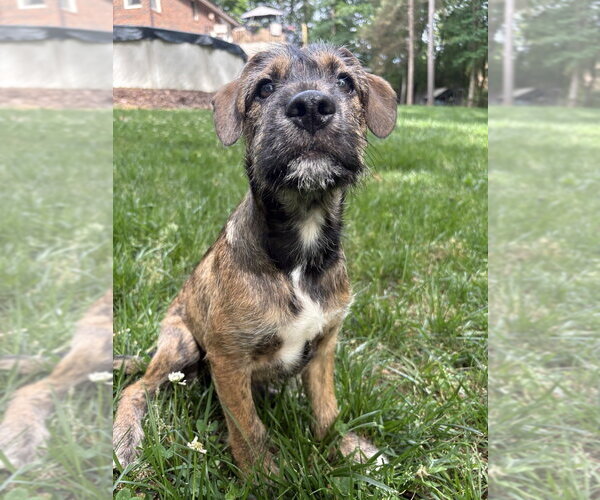 Medium Photo #6 Boxer-Unknown Mix Puppy For Sale in Mooresville, NC, USA