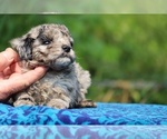 Small #2 Poodle (Toy)