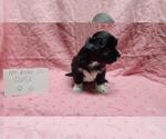 Small #4 Maltipoo
