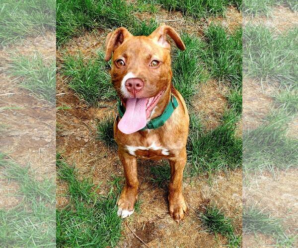 Medium Photo #24 American Staffordshire Terrier-Unknown Mix Puppy For Sale in Spotsylvania, VA, USA