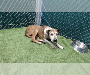 Boxer-Unknown Mix Dogs for adoption in Downey, CA, USA