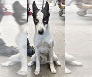 Siberian Husky Dogs for adoption in San Bernardino, CA, USA