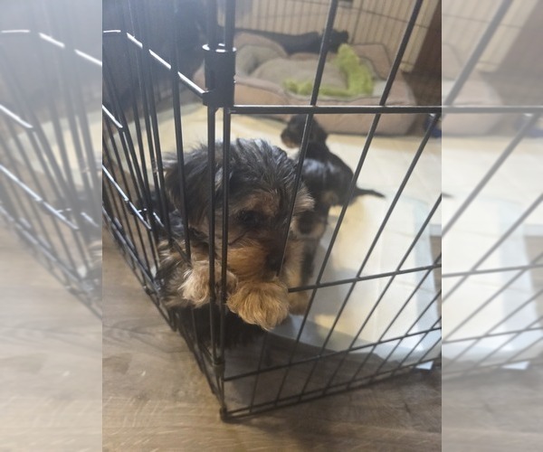 Medium Photo #10 Yorkshire Terrier Puppy For Sale in NORTHGLENN, CO, USA
