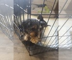 Small #9 Yorkshire Terrier