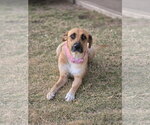 Small #4 Black Mouth Cur Mix