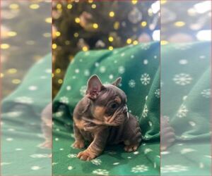 French Bulldog Puppy for sale in SACRAMENTO, CA, USA