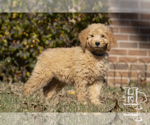 Goldendoodle-Poodle (Standard) Mix Puppy for sale in ELLENBORO, NC, USA