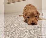 Litter of 5 - Male(s) and Female(s) GoldendoodleLitter of Puppies for Sale - Photo #4