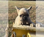 Small #1 French Bulldog