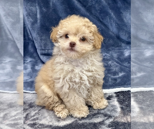 Medium Photo #1 Poodle (Toy) Puppy For Sale in SILEX, MO, USA