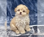 Small Photo #1 Poodle (Toy) Puppy For Sale in SILEX, MO, USA