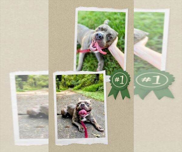 Medium Photo #5 American Pit Bull Terrier-Unknown Mix Puppy For Sale in columbia, SC, USA