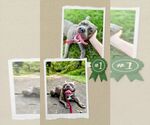 Small #4 American Pit Bull Terrier Mix