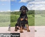 Image preview for Ad Listing. Nickname: Pepper