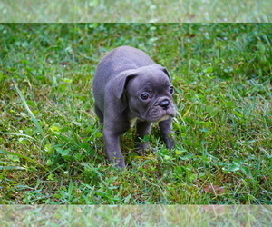French Bulldog Puppy for sale in EUSTIS, FL, USA