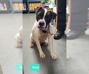 Irina-Sponsored - Female Mutt Dog for Adoption - Photo #2