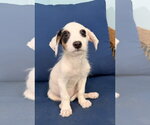 Small Mutt