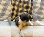 Small Photo #1 Shih Tzu Puppy For Sale in ELDERWOOD, CA, USA