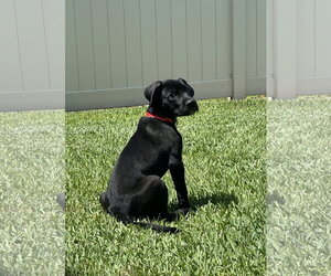Mutt Dogs for adoption in Orlando, FL, USA