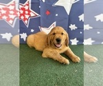 Small #3 Golden Retriever