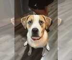 Small #2 American Pit Bull Terrier Mix