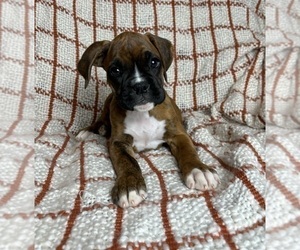 Boxer Puppy for sale in FRANKLIN, IN, USA