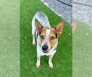 Mutt Dogs for adoption in Chandler, AZ, USA