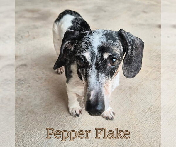 Medium Photo #9 Dachshund Puppy For Sale in San Antonio, TX, USA