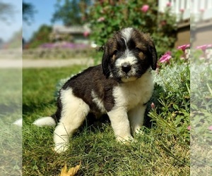 Saint Berdoodle Puppy for sale in FRYTOWN, IA, USA
