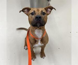 American Pit Bull Terrier-Unknown Mix Dogs for adoption in Center Township, PA, USA
