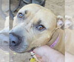 Small #2 American Pit Bull Terrier