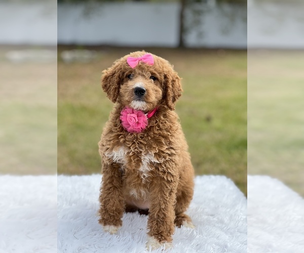 Medium Photo #1 Goldendoodle (Miniature) Puppy For Sale in FROSTPROOF, FL, USA