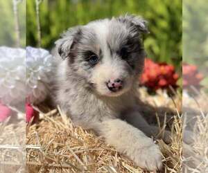 Medium Border Collie