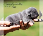 Small Photo #2 French Bulldog Puppy For Sale in HURON, TN, USA