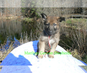 German Shepherd Dog Puppy for Sale in PIEDMONT, Missouri USA