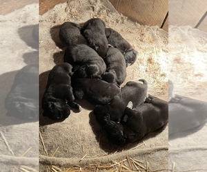Newfoundland Puppy for sale in ALVADA, OH, USA