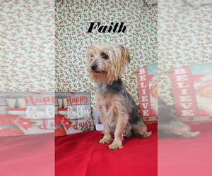 Mother of the Yorkshire Terrier puppies born on 11/26/2024